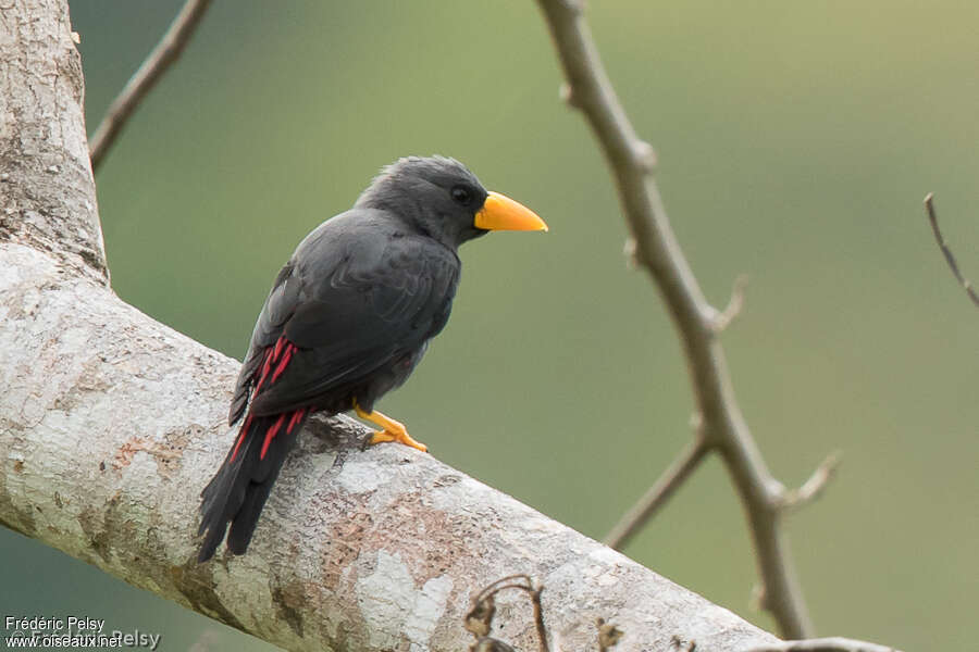 Grosbeak Starlingadult