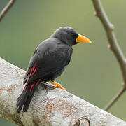 Grosbeak Starling