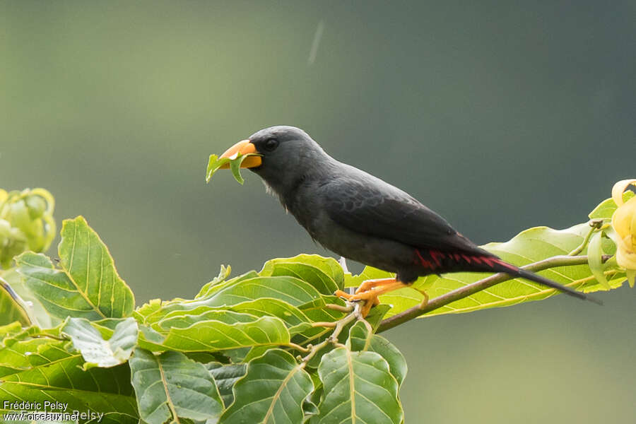 Grosbeak Starlingadult, eats