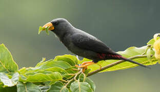 Grosbeak Starling