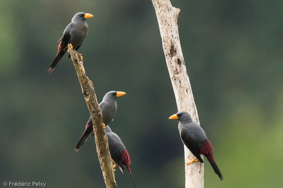 Grosbeak Starling