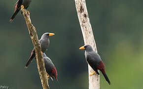 Grosbeak Starling