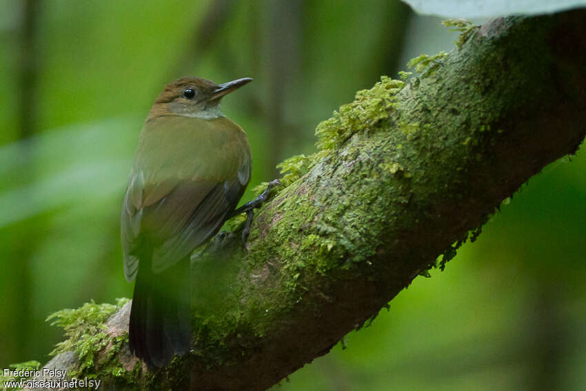 Grey-throated Leaftosseradult, identification