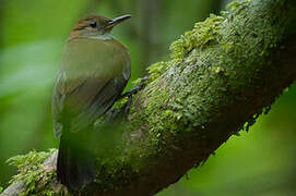 Grey-throated Leaftosser