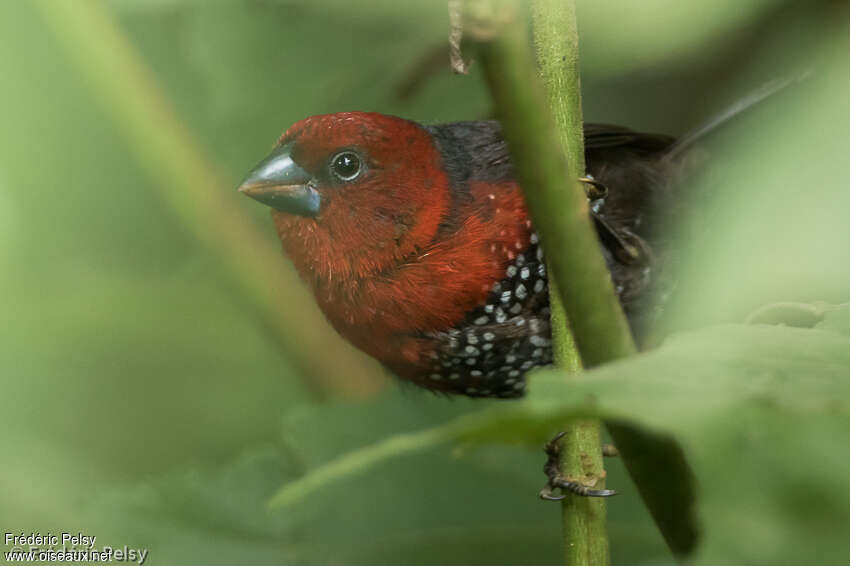 Sénégali à tête rouge femelle adulte, portrait