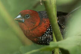 Red-headed Bluebill