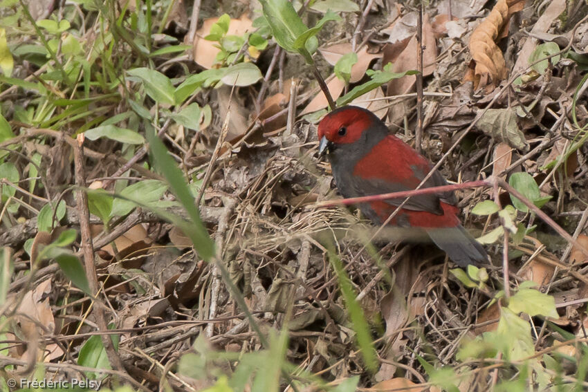 Dusky Crimsonwingadult