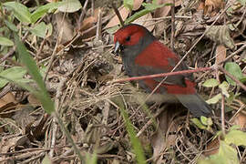 Dusky Crimsonwing