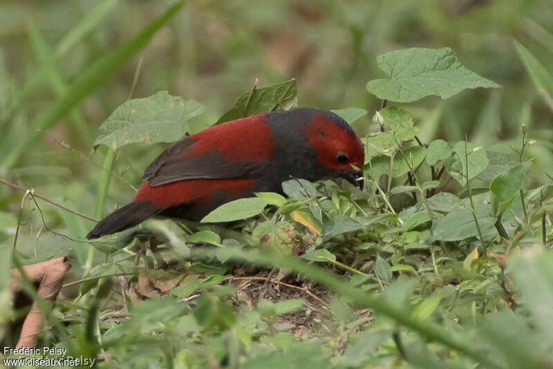 Dusky Crimsonwingadult, identification