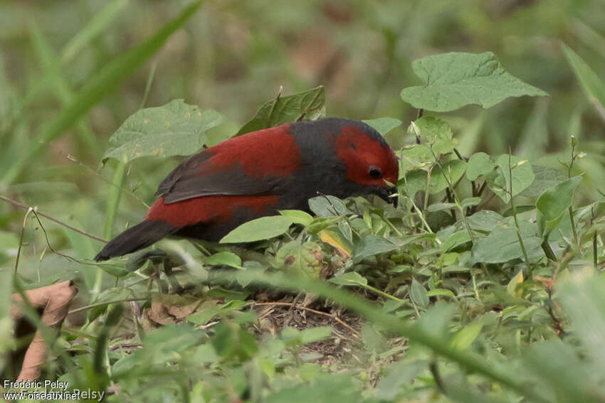 Sénégali de Jacksonadulte, identification