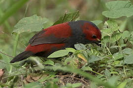 Dusky Crimsonwing