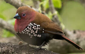 Pink-throated Twinspot