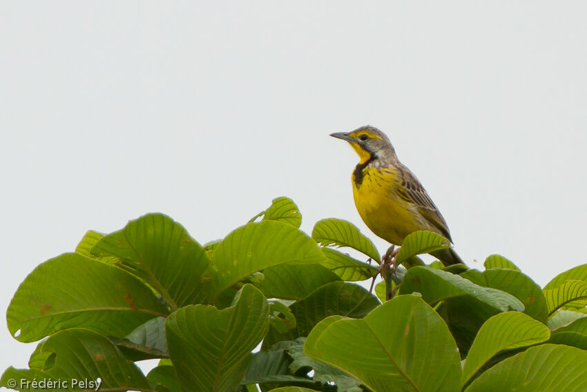 Yellow-throated Longclawadult