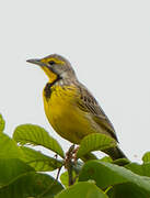 Yellow-throated Longclaw