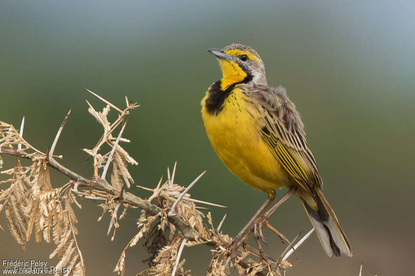Yellow-throated Longclawadult, identification