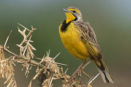 Yellow-throated Longclaw