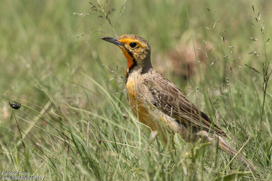 Cape Longclawadult, identification