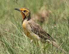 Cape Longclaw