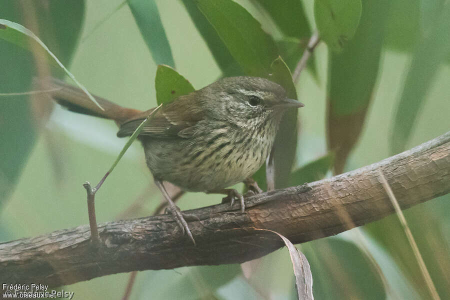 Chestnut-rumped Heathwrenadult