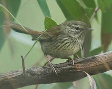 Chestnut-rumped Heathwren