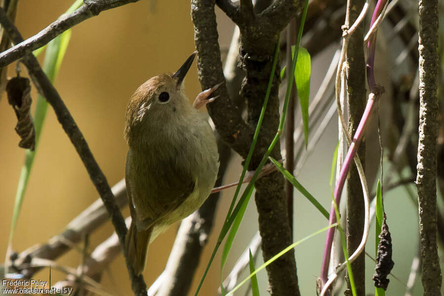 Large-billed Scrubwren