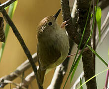 Large-billed Scrubwren