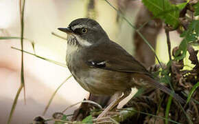 White-browed Scrubwren