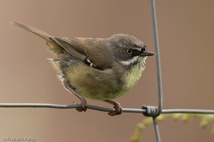 White-browed Scrubwren