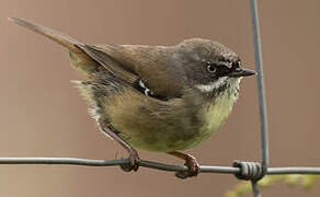 White-browed Scrubwren