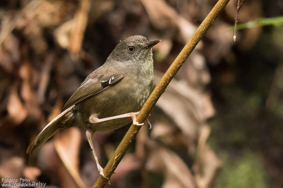 Séricorne brunadulte