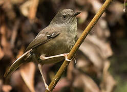 Tasmanian Scrubwren