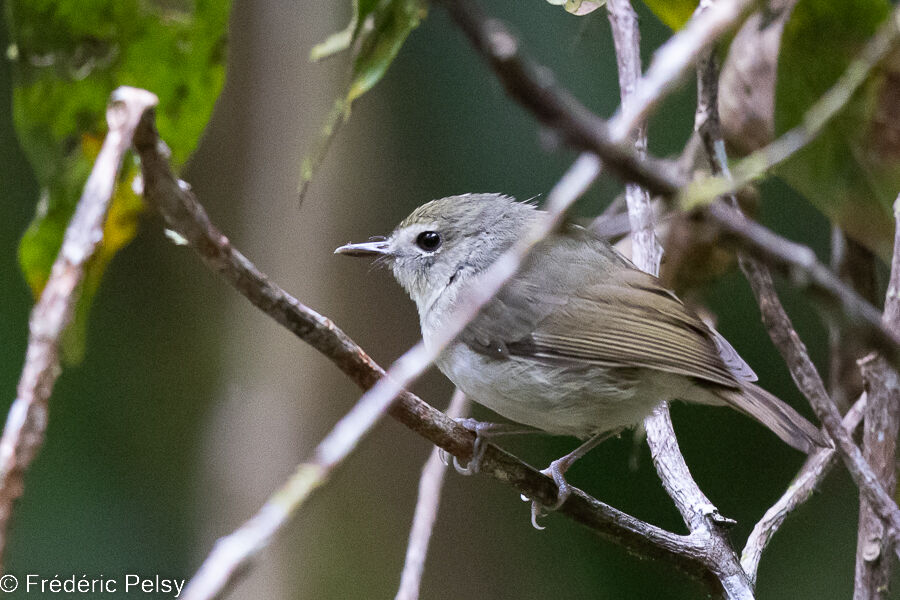 Vogelkop Scrubwren