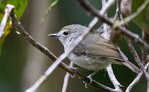 Vogelkop Scrubwren