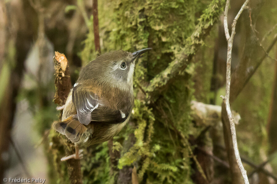 Séricorne de Tasmanieadulte