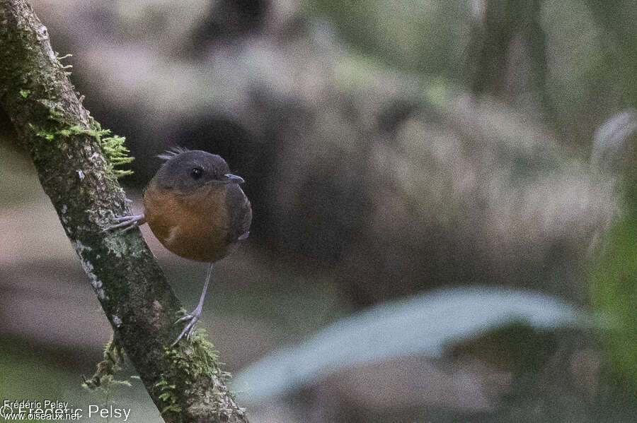 Rusty Mouse-warbler