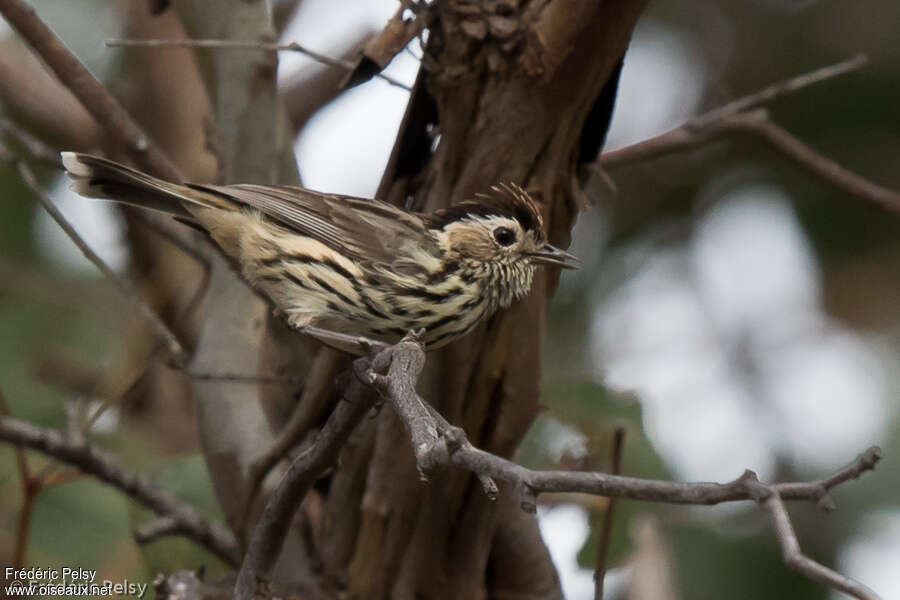 Speckled Warbler