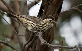 Speckled Warbler