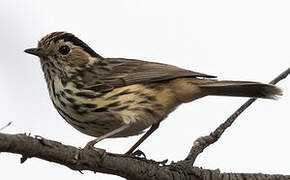 Speckled Warbler