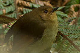 Large Scrubwren