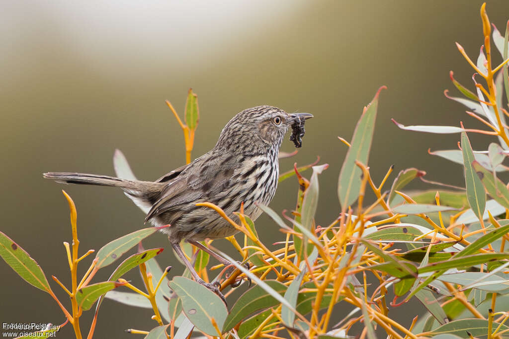 Western Fieldwren