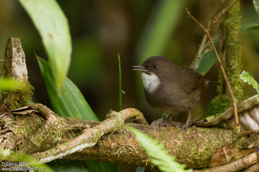 Séricorne robuste, identification