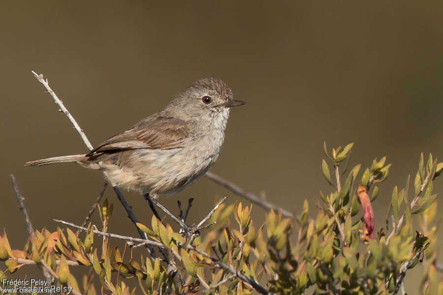 Redthroat female