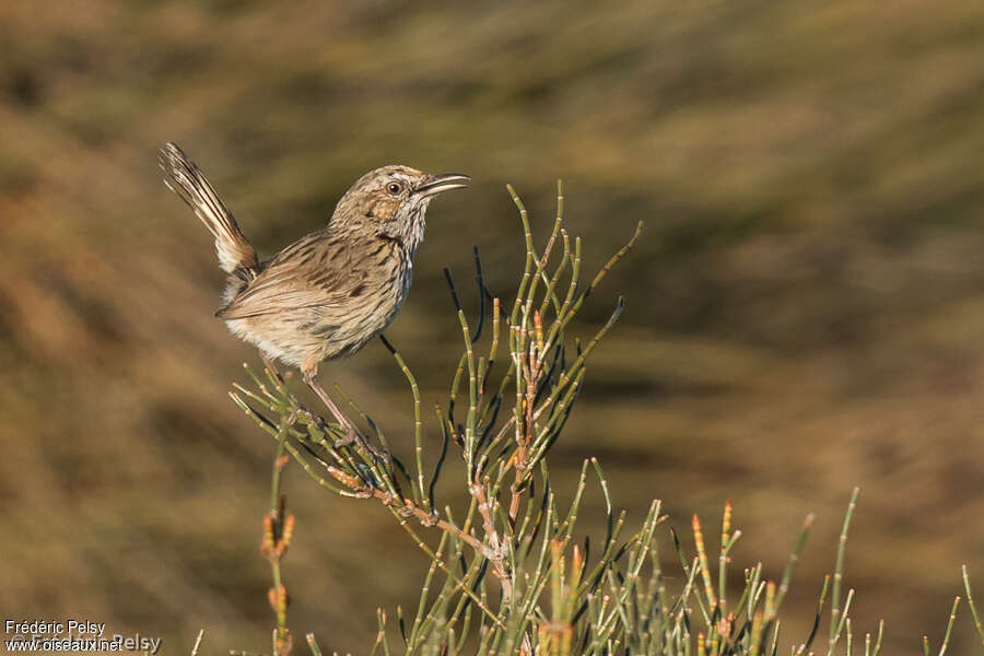 Rufous Fieldwren