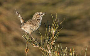 Rufous Fieldwren