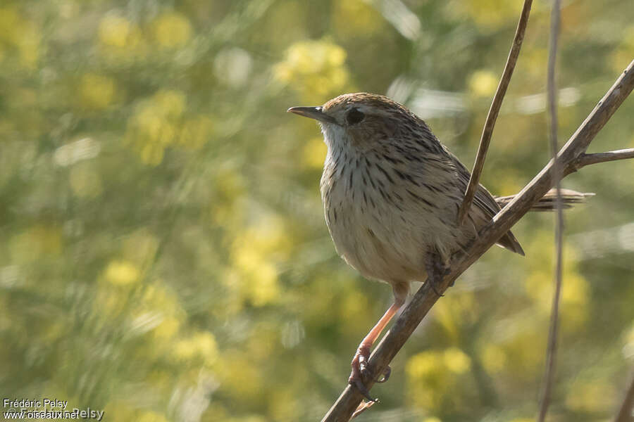 Striated Fieldwren