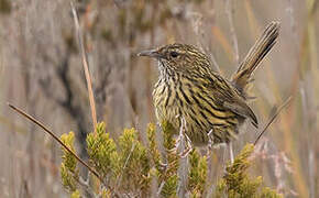 Striated Fieldwren