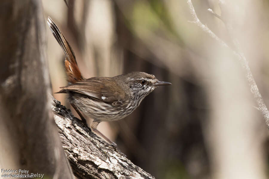 Shy Heathwren, identification