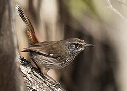 Shy Heathwren