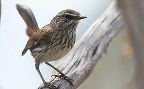 Shy Heathwren