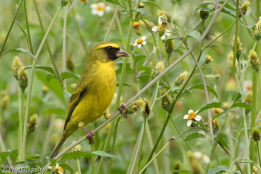 Serin à diadèmeadulte, identification